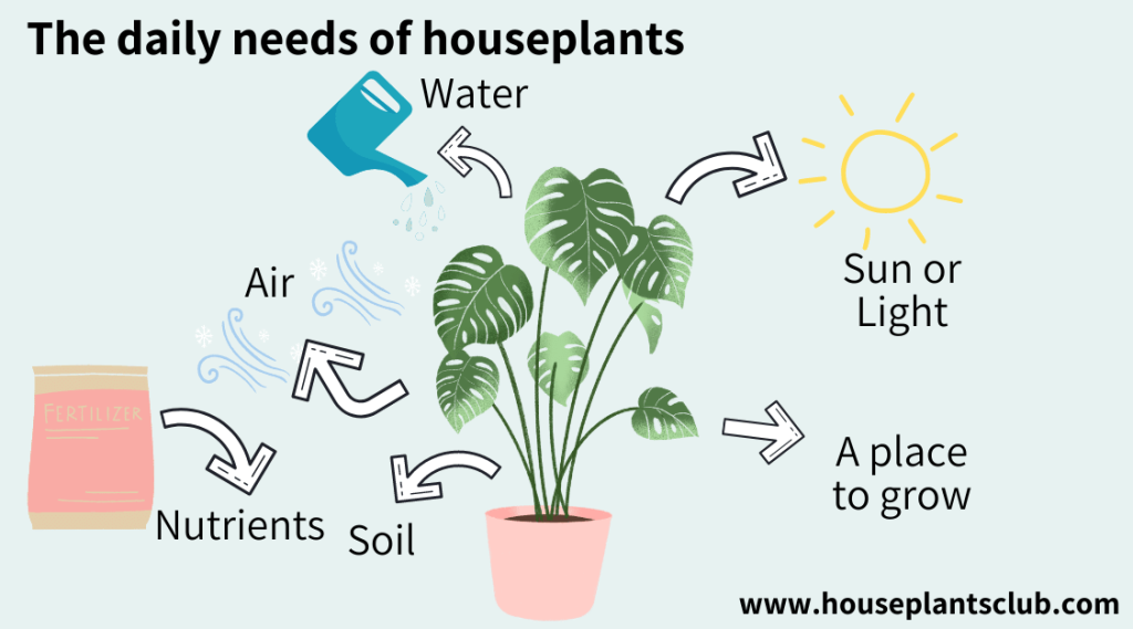 6 essential plant needs Infographic