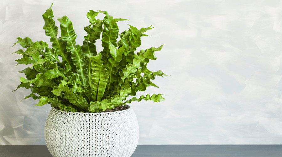 Bird’s Nest Fern - Asplenium nidus