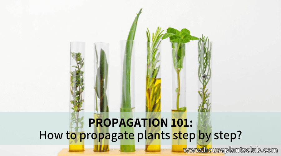 How to propagate plants step by step?