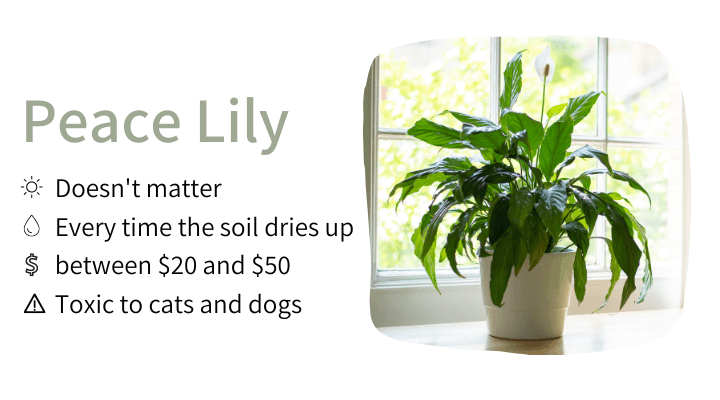 Peace Lily