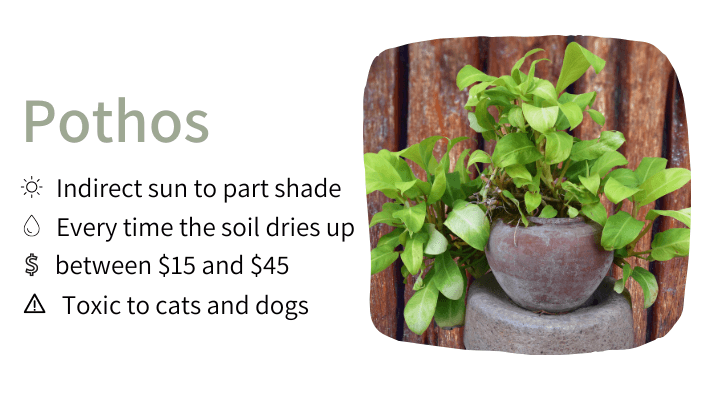 Pothos