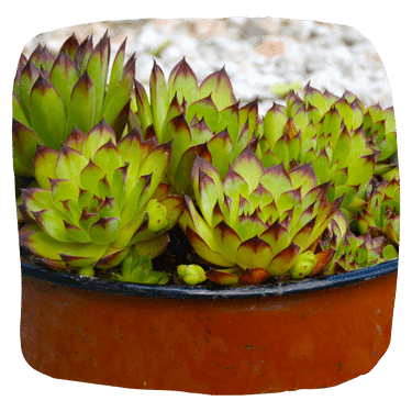 Sempervivum