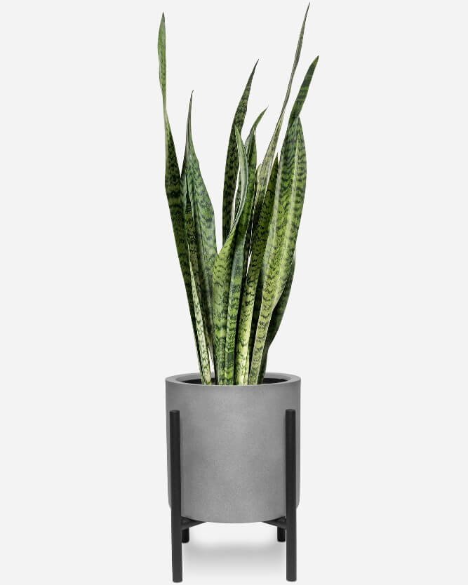 Snake plant