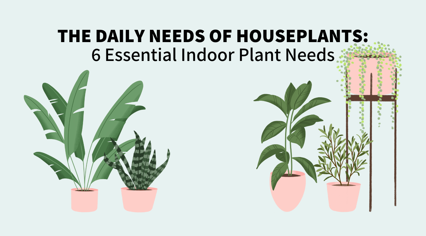 The daily needs of houseplants 6 essential plant needs