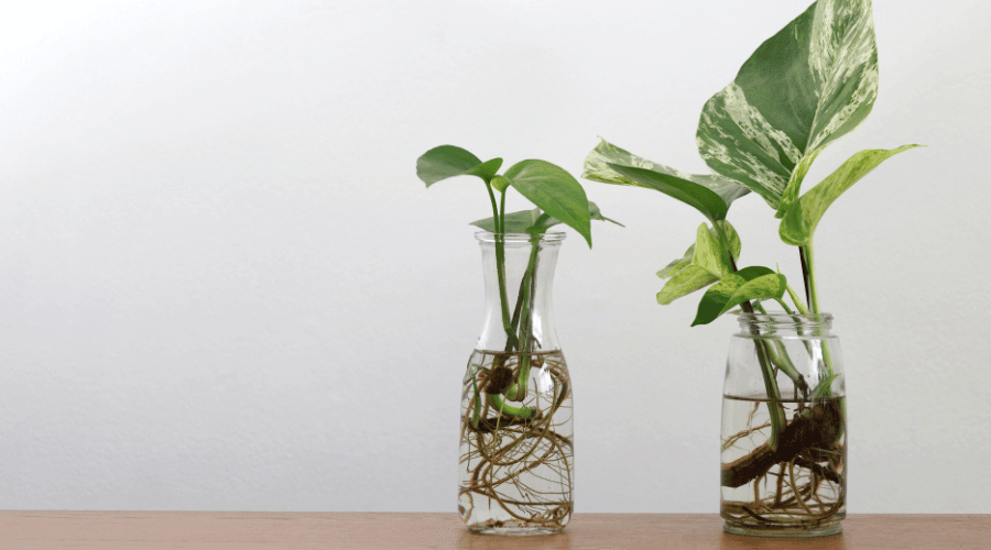 When the roots look like this, you will know that the plant can be planted in a pot.