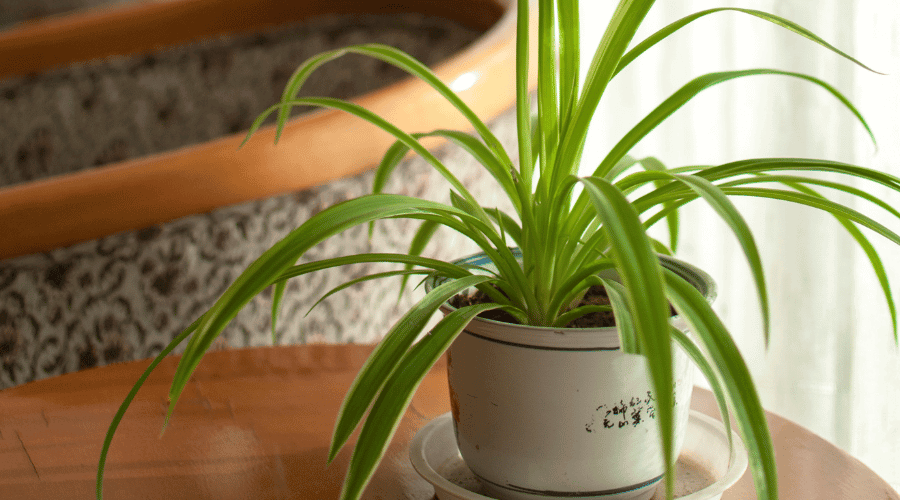 Spider Plant is a puplar Cat-friendly non-toxic houseplants.