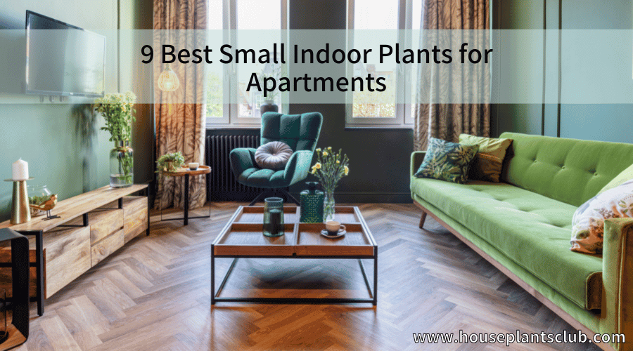 best small indoor plants for apartments