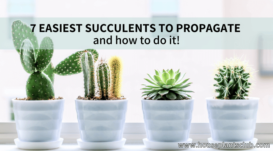 7 Easiest succulents to propagate and how to do it!