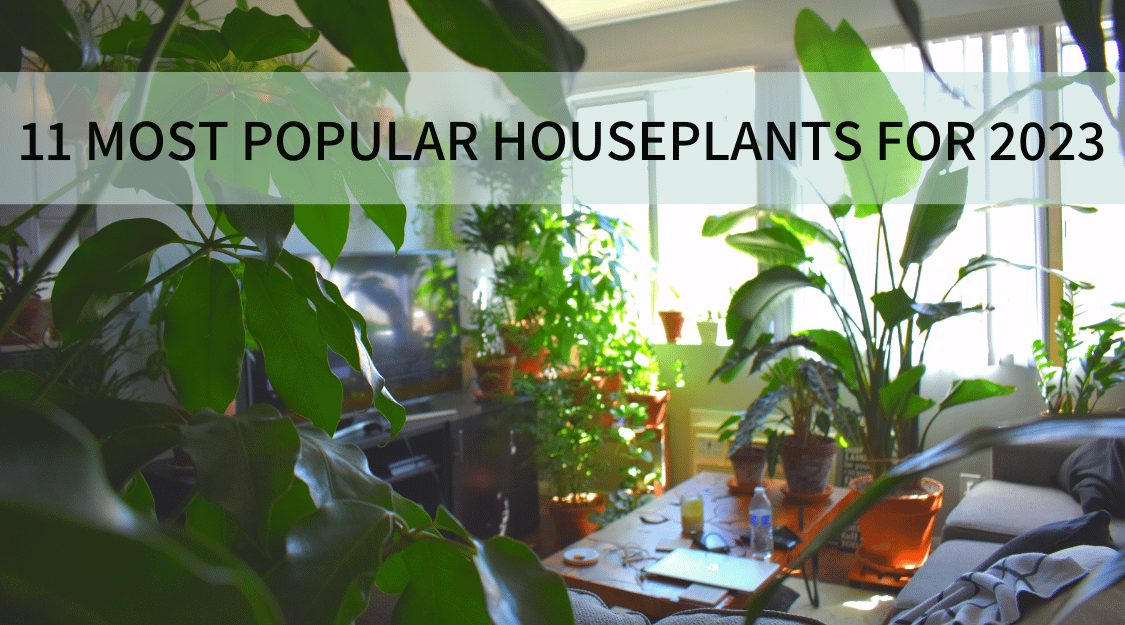 11 Most Popular Houseplants for 2023