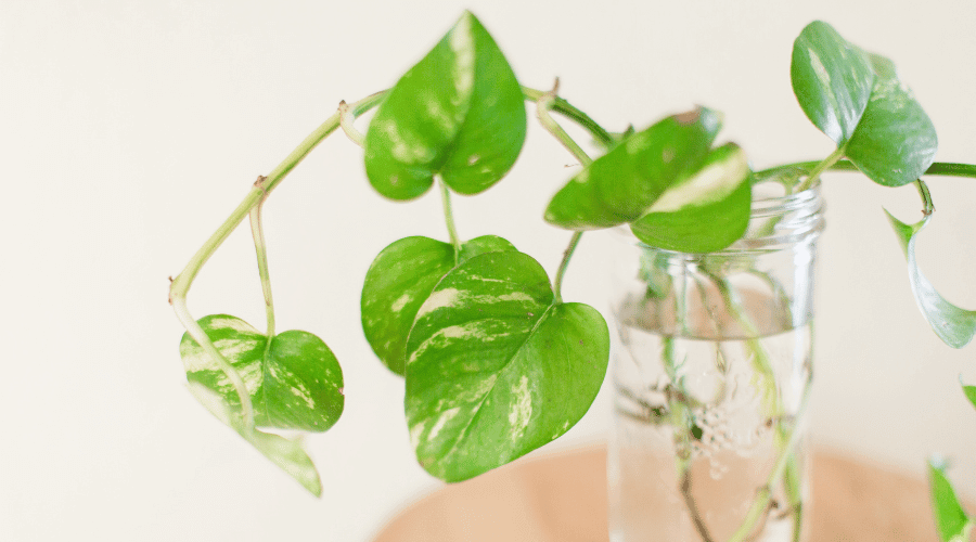 Propagation Plants by Water
