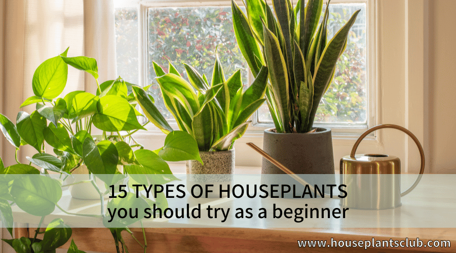 15 types of houseplants you should try as a beginner
