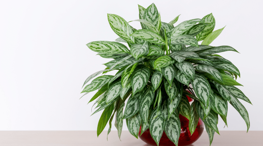 Chinese Evergreen