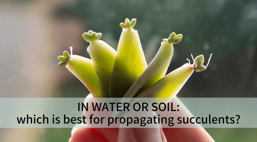 In water or soil which is best for propagating succulents