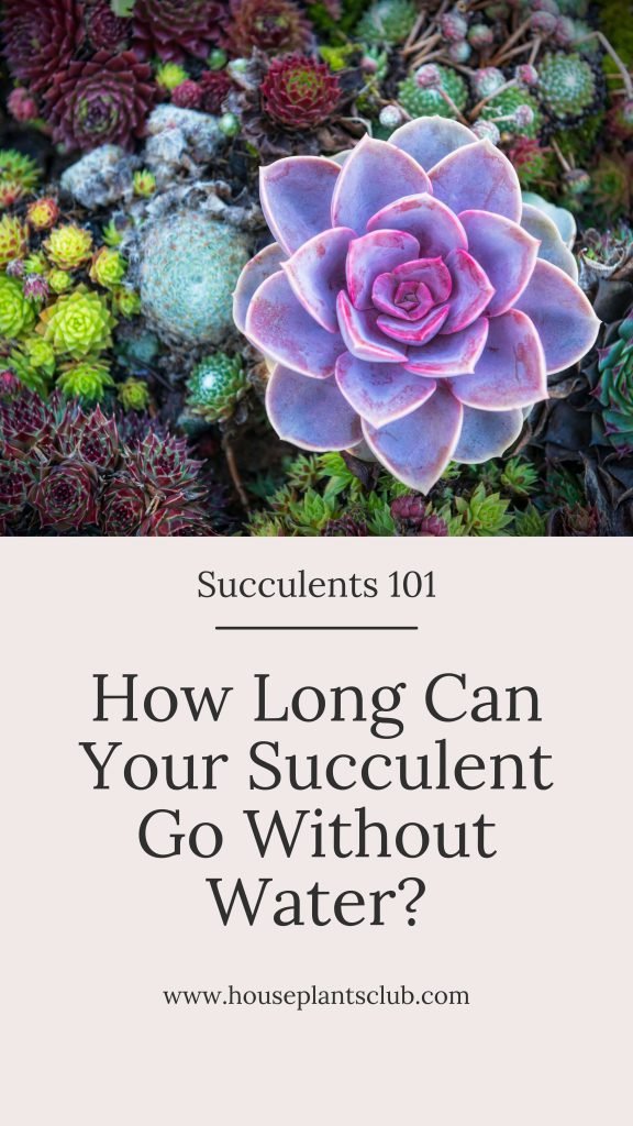 Succulents 101: How Long Can Your Succulent Go Without Water?