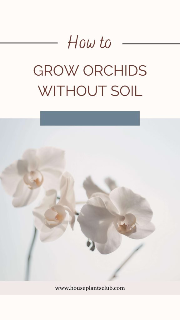 Growing Orchids Without Soil At Home: Tips For Success