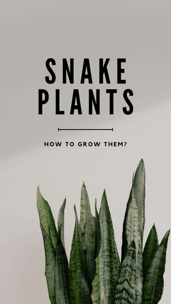 Drainage Holes or Not: What's the Best Way to Grow Snake Plants?
