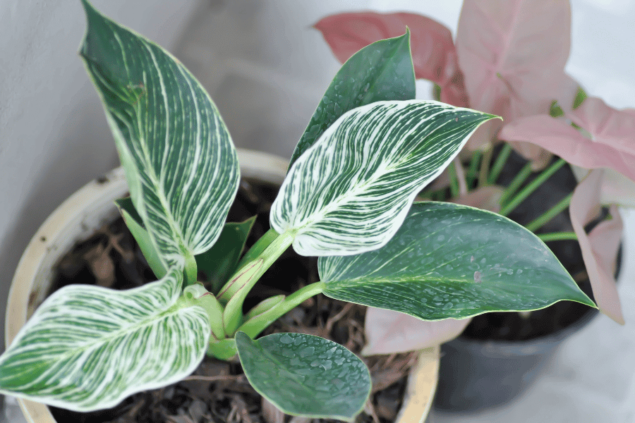 Common mistakes to avoid when propagating Philodendron Birkin