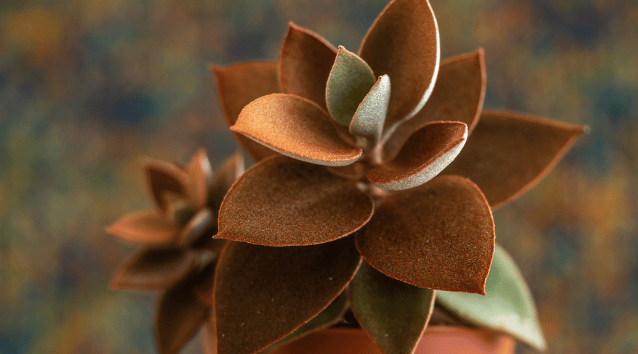 Copper Spoons (Kalanchoe orgyalis)