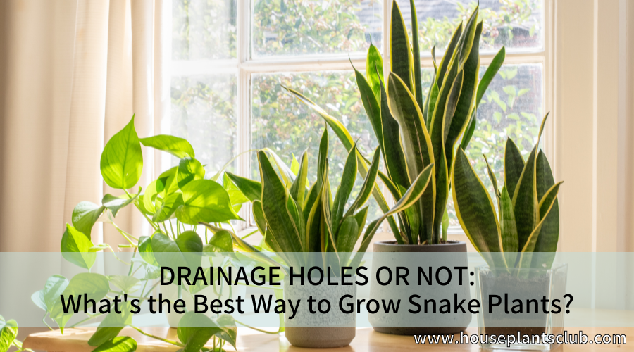 Drainage Holes or Not: What's the Best Way to Grow Snake Plants?