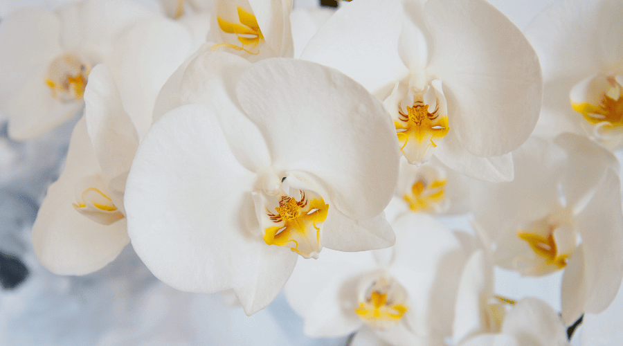 Essential Care Tips for Soilless Orchids