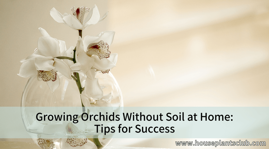 Growing Orchids Without Soil at Home