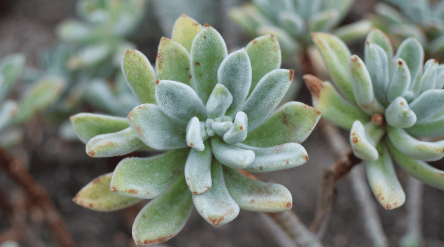 Mexican Firecracker (Echeveria setosa)