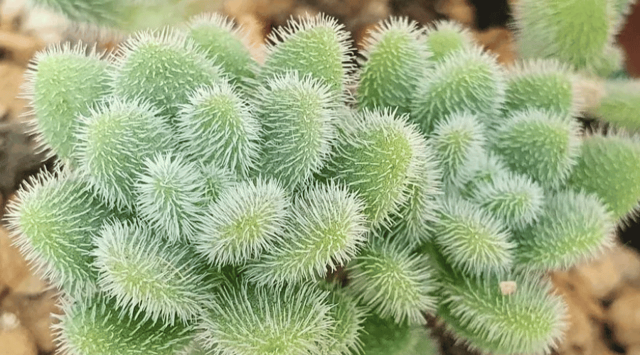 Miniature Stonecrop (Sedum mocinianum)