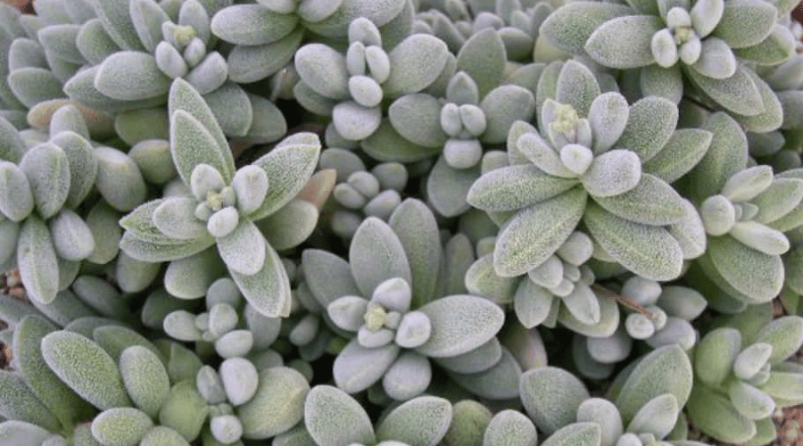 Namaqua crassula (Crassula namaquensis)