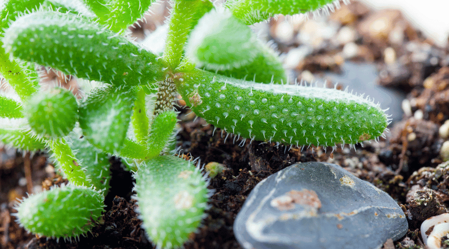Pickle Plant (Delosperma echinatum)