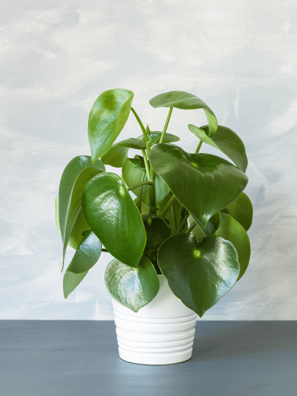 The houseplant Raindrop Peperomia is also known as Coin Leaf Peperomia or Coin Plant