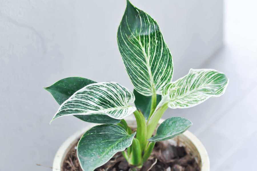 When is the best time to propagate Philodendron Birkin