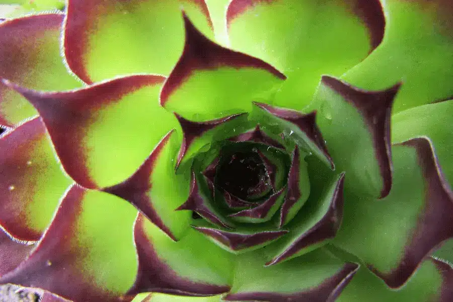 Aeonium haworthii