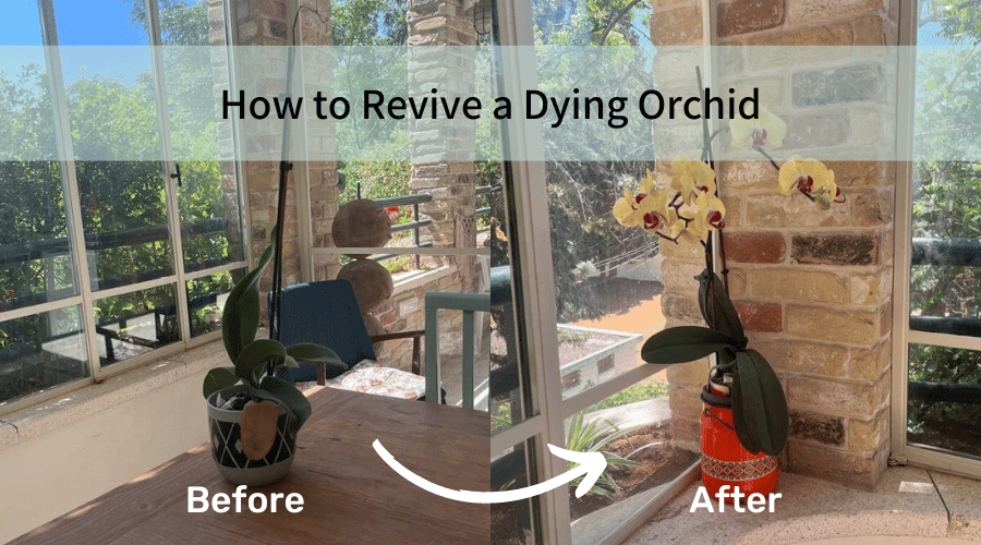 How to Revive a Dying Orchid: Bring Your Plant Back to Life