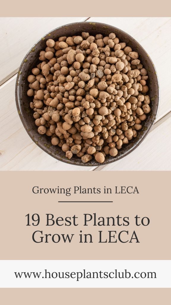 Growing Plants in LECA 19 Best Plants to Grow in LECA houseplants club