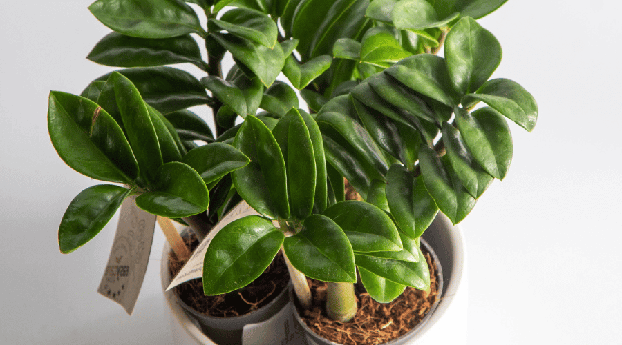How To Save Your ZZ Plant From Root Rot, Step-by-Step Guide