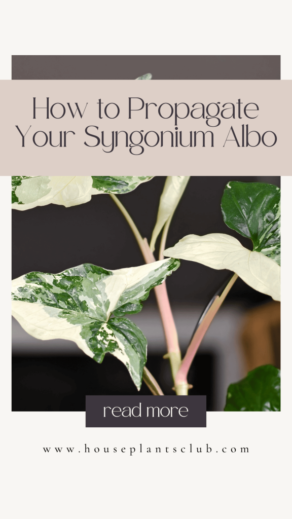 How to Propagate Your Syngonium Albo