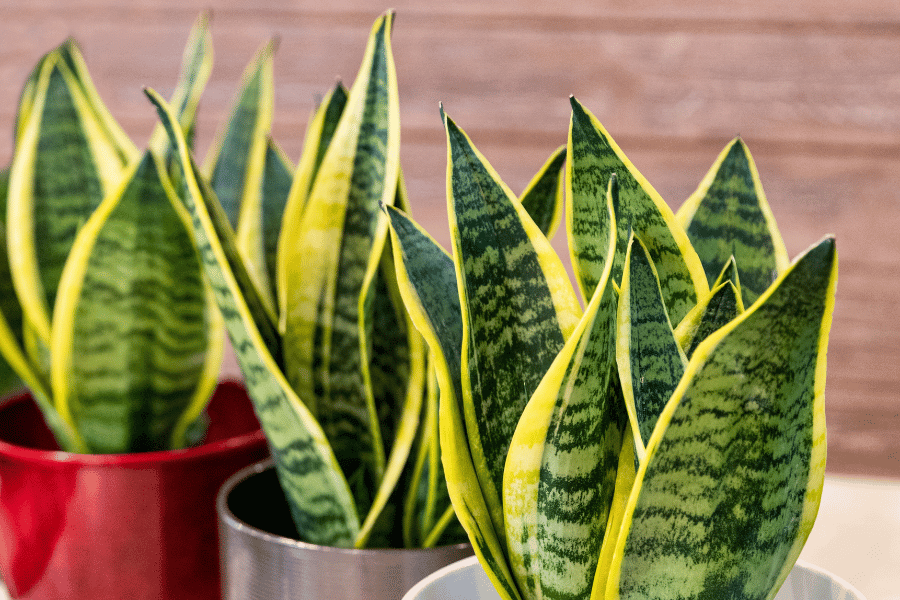 How to Tell If a Snake Plant Is Dying
