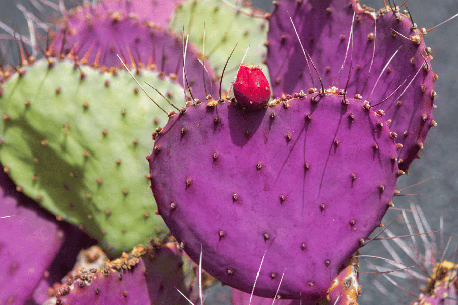 Opuntia macrocentra