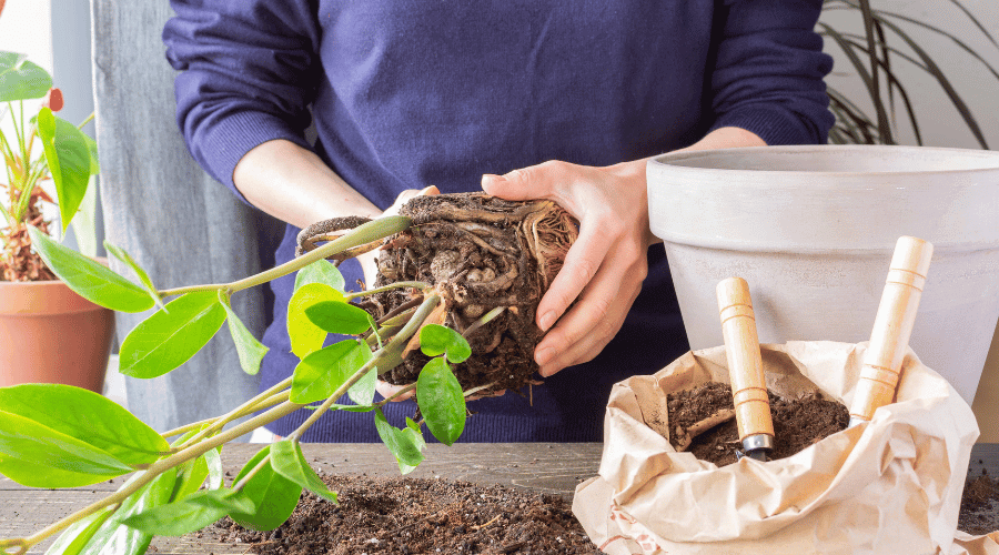Replanting the ZZ plant will help it not recover and prevent it from dying due to root rot.