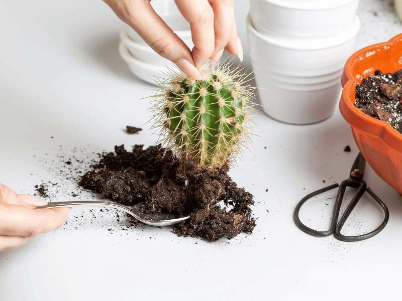 Repot your Cactus to get rid of Cactus bugs
