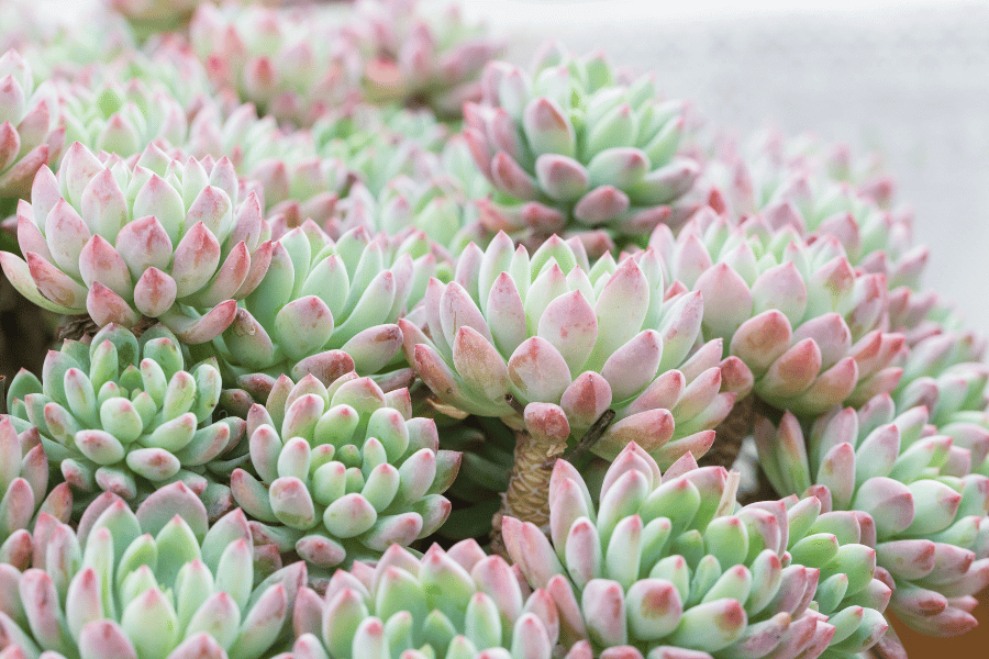 Sedeveria 'Letizia'