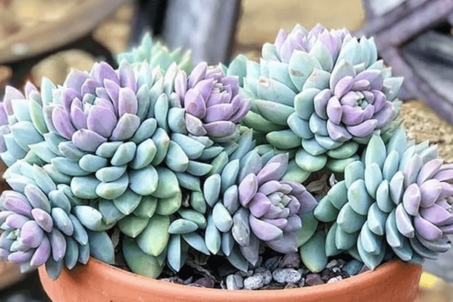Sedeveria 'Lilac Mist'