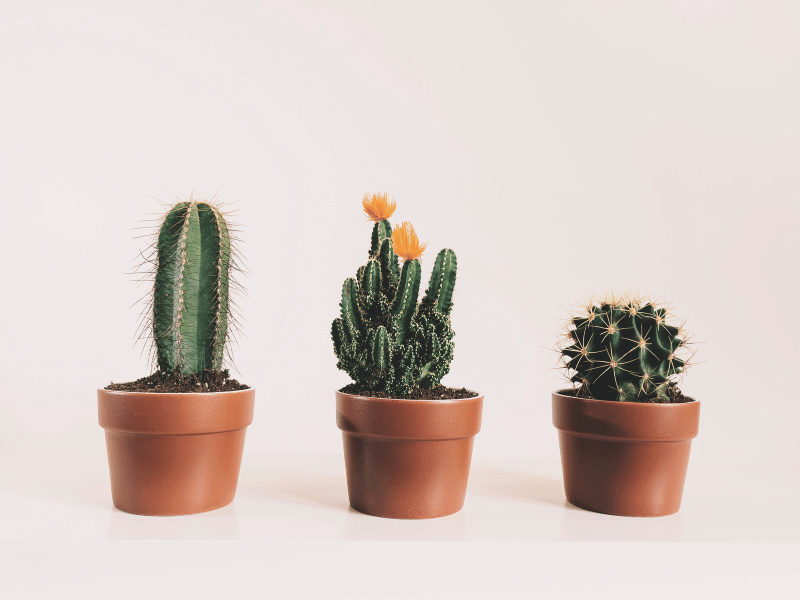 The Best Way To Keep Your Cactus Bug-Free