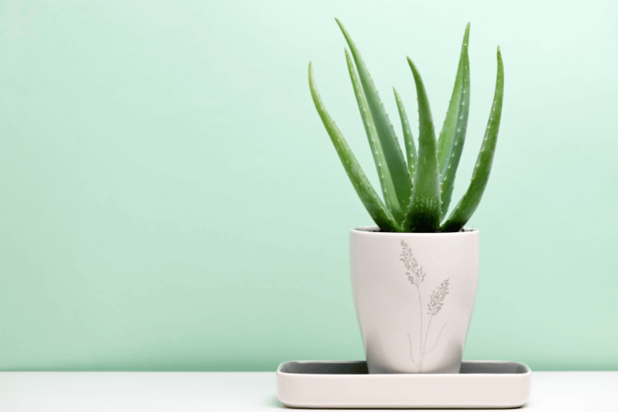 The aloe plant is one of the fastest-growing succulents