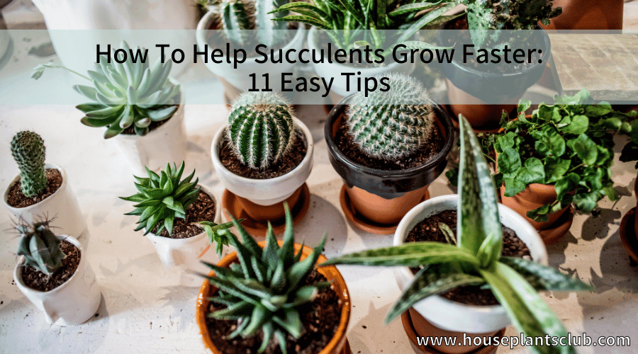 best small indoor plants for apartments