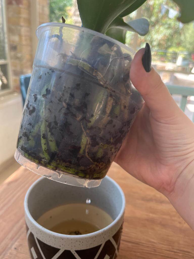 dead roots