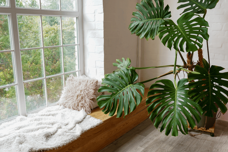 how to revive the Monstera plant