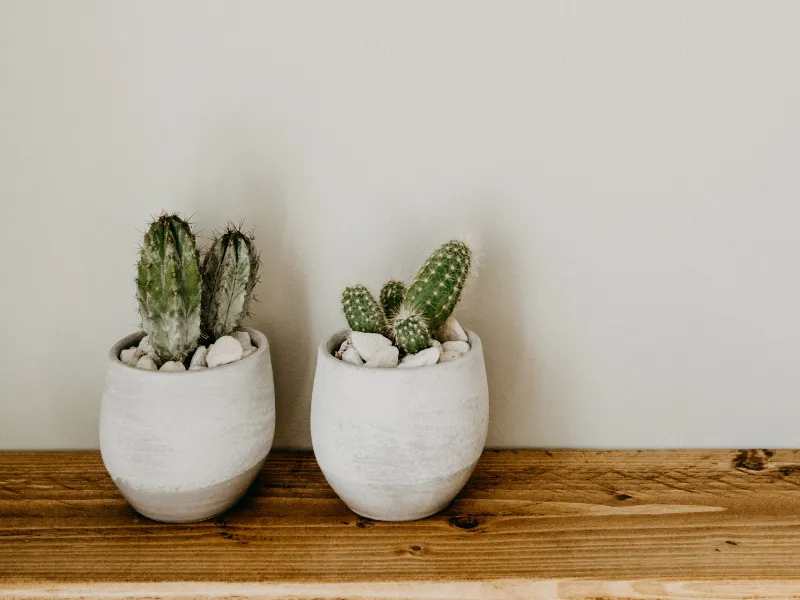 Can cacti recover from discoloration