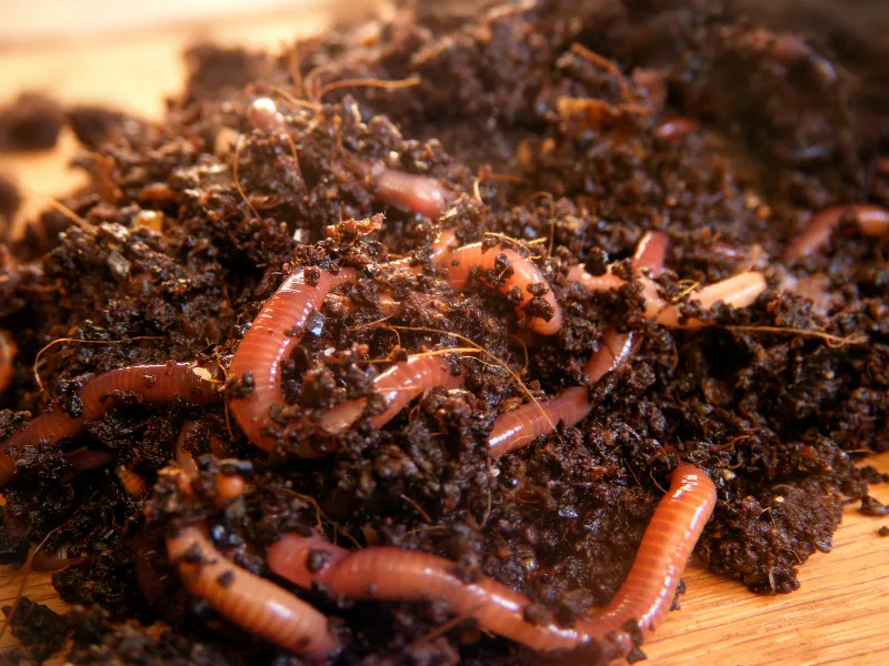 How to get rid of worms in potted Indoor Plants naturally