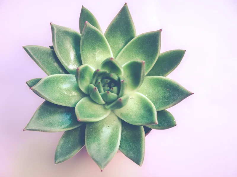 The most common reasons for Light Green Cactus Color and Solutions